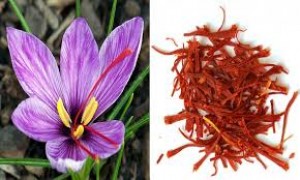 Free saffron from Morocco